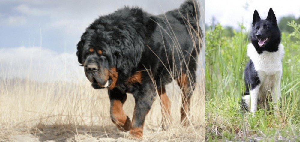 Russo-European Laika vs Gaddi Kutta - Breed Comparison