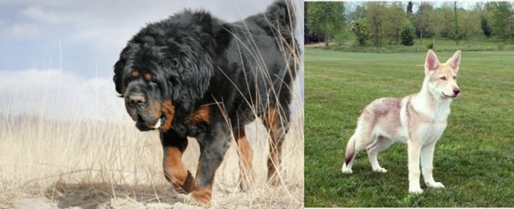 Saarlooswolfhond vs Gaddi Kutta - Breed Comparison