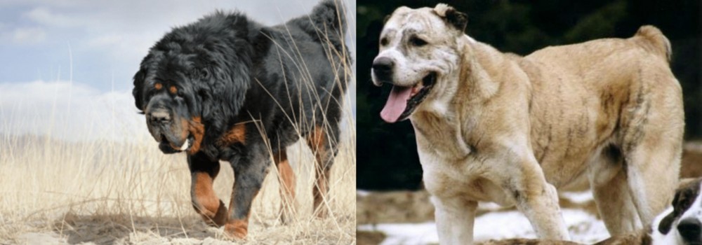 Sage Koochee vs Gaddi Kutta - Breed Comparison