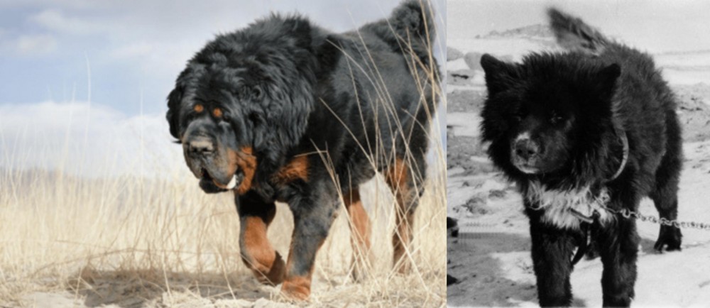 Sakhalin Husky vs Gaddi Kutta - Breed Comparison