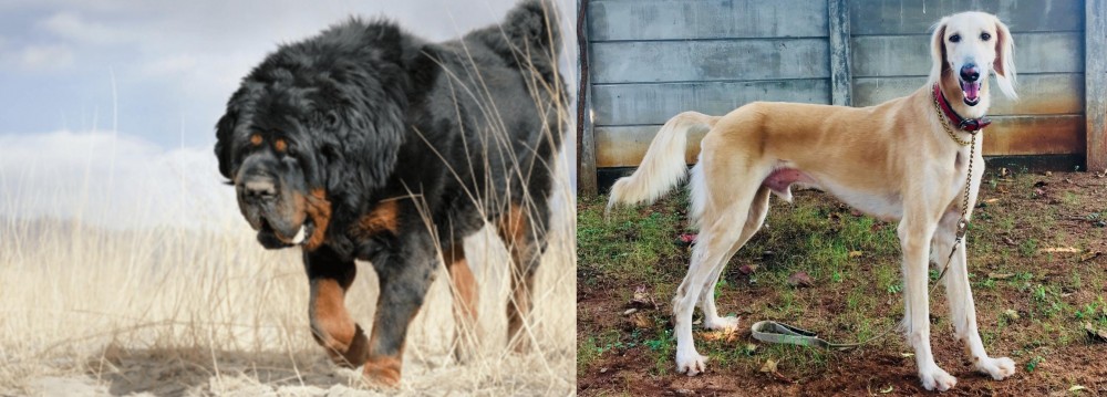 Saluki vs Gaddi Kutta - Breed Comparison