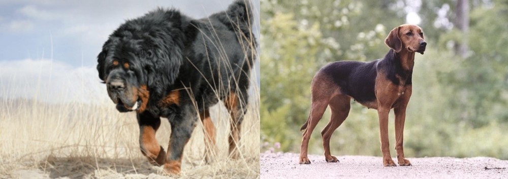 Schillerstovare vs Gaddi Kutta - Breed Comparison