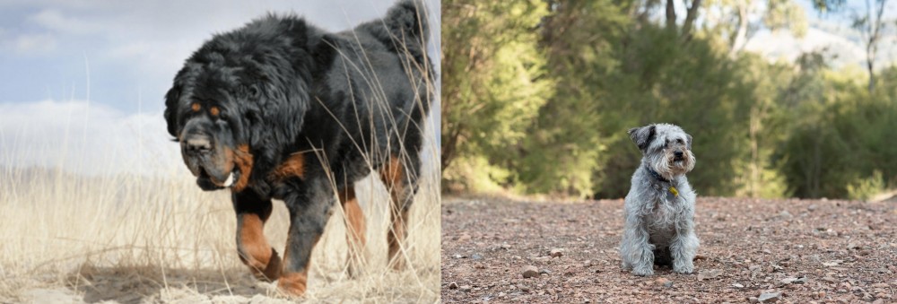 Schnoodle vs Gaddi Kutta - Breed Comparison