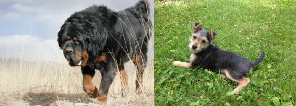 Schnorkie vs Gaddi Kutta - Breed Comparison