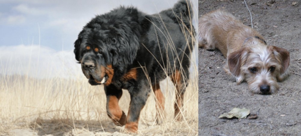Schweenie vs Gaddi Kutta - Breed Comparison
