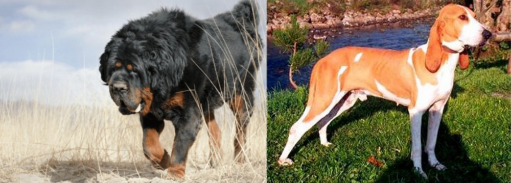 Schweizer Laufhund vs Gaddi Kutta - Breed Comparison
