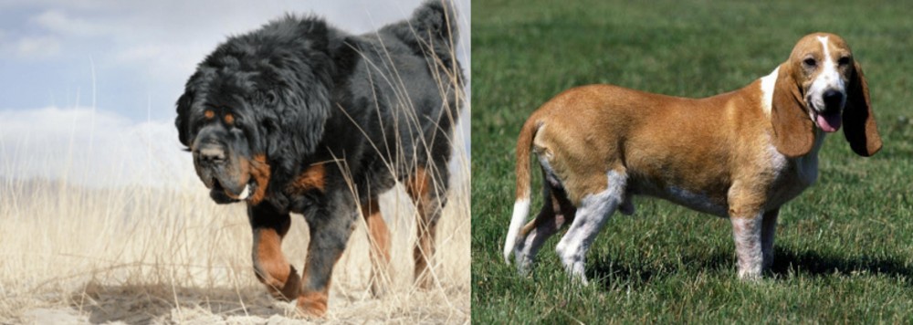 Schweizer Niederlaufhund vs Gaddi Kutta - Breed Comparison