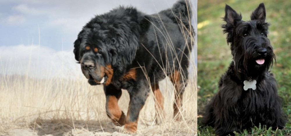 Scoland Terrier vs Gaddi Kutta - Breed Comparison