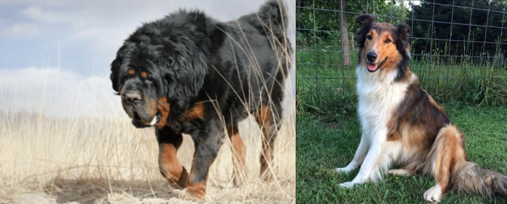 Scotch Collie vs Gaddi Kutta - Breed Comparison