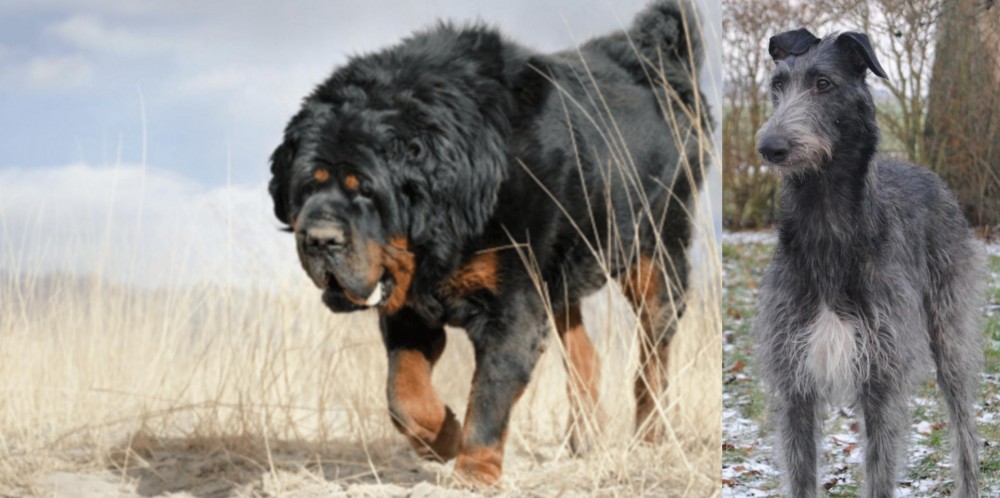 Scottish Deerhound vs Gaddi Kutta - Breed Comparison