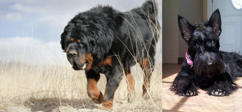 Scottish Terrier vs Gaddi Kutta - Breed Comparison
