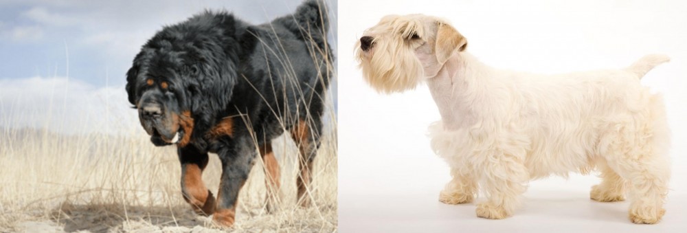Sealyham Terrier vs Gaddi Kutta - Breed Comparison