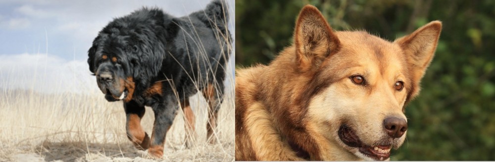 Seppala Siberian Sleddog vs Gaddi Kutta - Breed Comparison