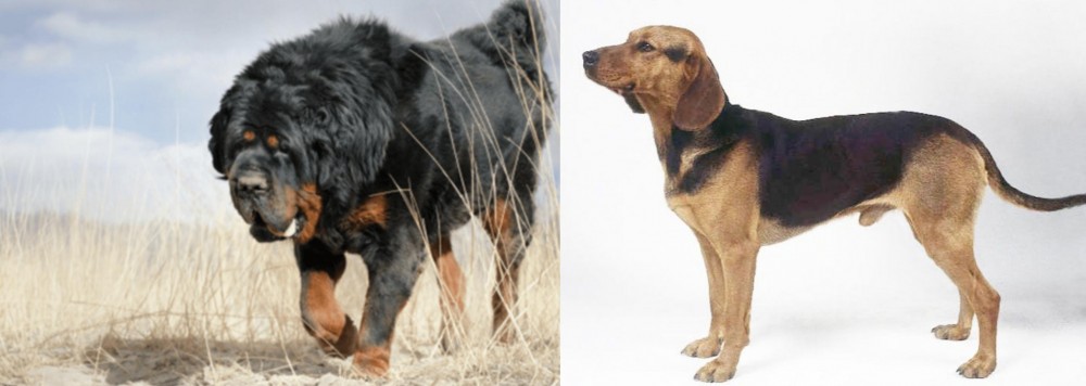 Serbian Hound vs Gaddi Kutta - Breed Comparison