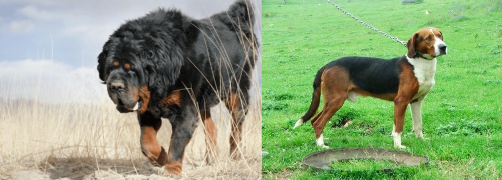 Serbian Tricolour Hound vs Gaddi Kutta - Breed Comparison
