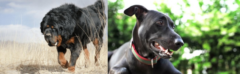 Shepard Labrador vs Gaddi Kutta - Breed Comparison