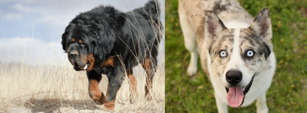Shepherd Husky vs Gaddi Kutta - Breed Comparison