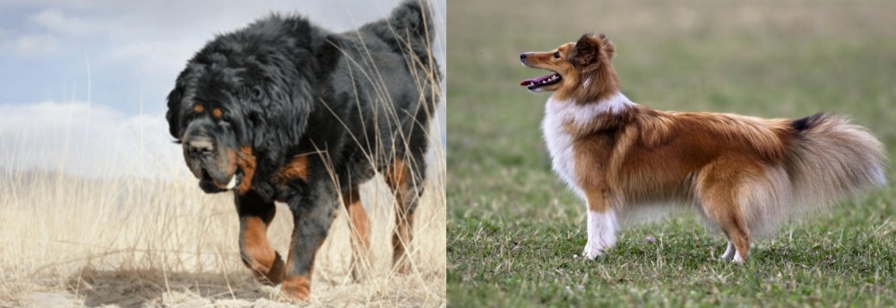 Shetland Sheepdog vs Gaddi Kutta - Breed Comparison