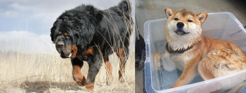 Shiba Inu vs Gaddi Kutta - Breed Comparison