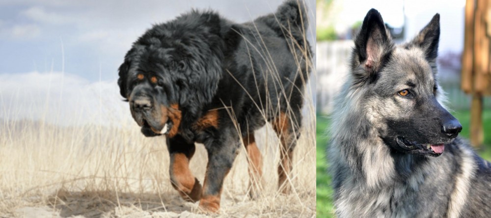 Shiloh Shepherd vs Gaddi Kutta - Breed Comparison