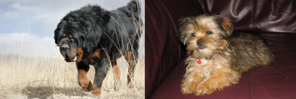 Shorkie vs Gaddi Kutta - Breed Comparison