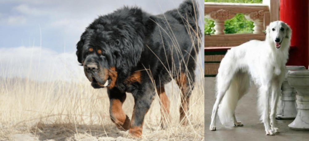 Silken Windhound vs Gaddi Kutta - Breed Comparison