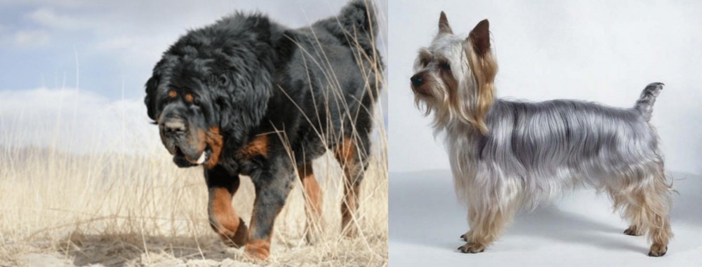 Silky Terrier vs Gaddi Kutta - Breed Comparison