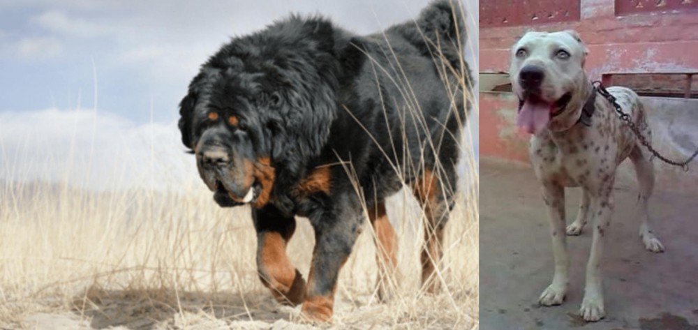 Sindh Mastiff vs Gaddi Kutta - Breed Comparison