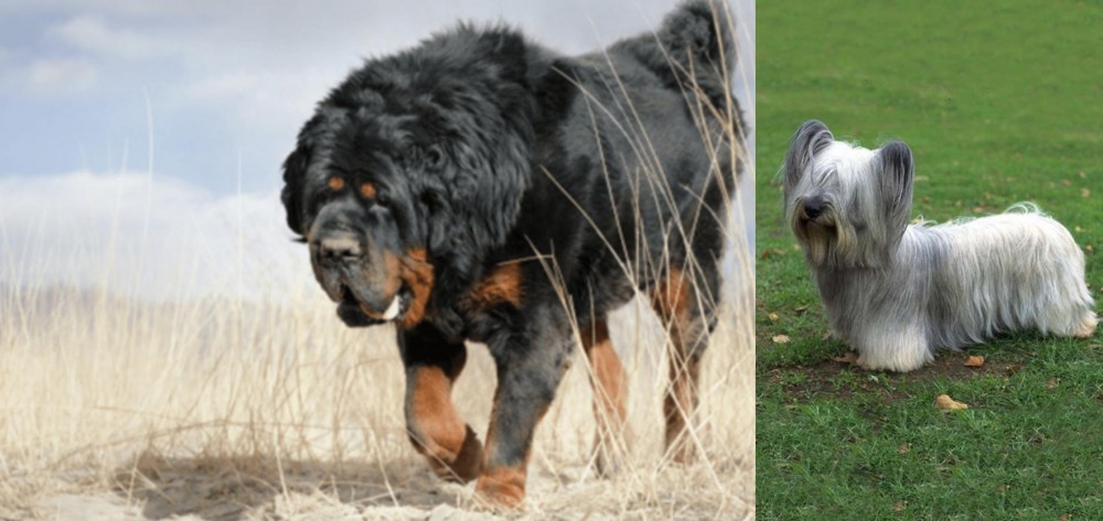 Skye Terrier vs Gaddi Kutta - Breed Comparison
