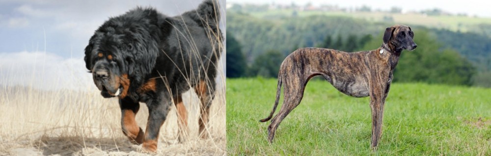 Sloughi vs Gaddi Kutta - Breed Comparison