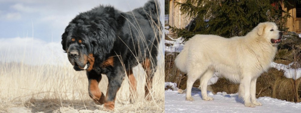 Slovak Cuvac vs Gaddi Kutta - Breed Comparison