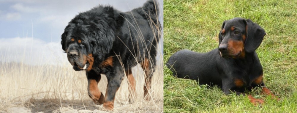 Slovakian Hound vs Gaddi Kutta - Breed Comparison