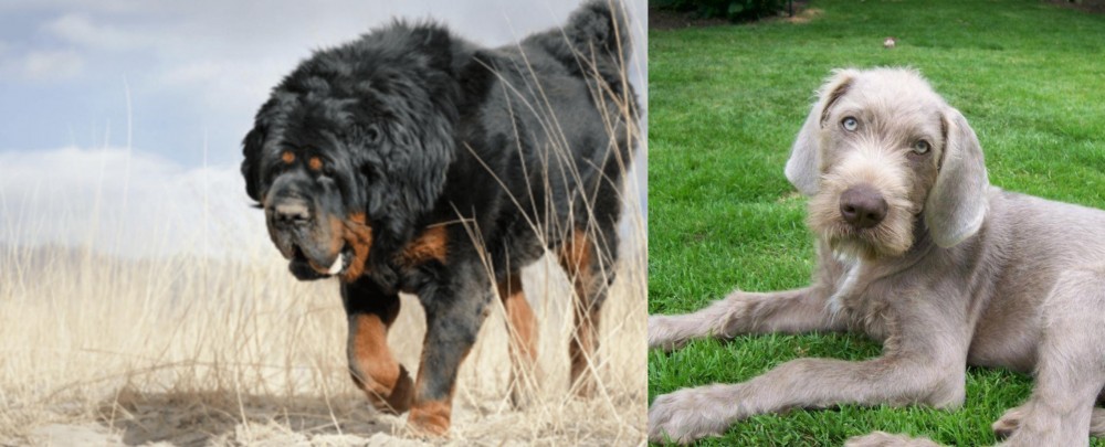 Slovakian Rough Haired Pointer vs Gaddi Kutta - Breed Comparison