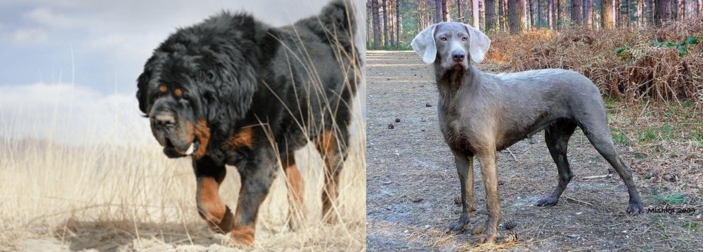 Slovensky Hrubosrsty Stavac vs Gaddi Kutta - Breed Comparison