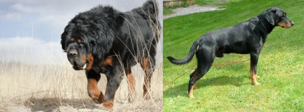 Smalandsstovare vs Gaddi Kutta - Breed Comparison