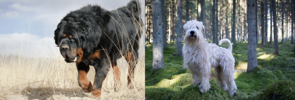 Soft-Coated Wheaten Terrier vs Gaddi Kutta - Breed Comparison