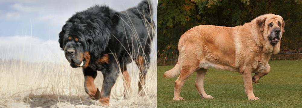 Spanish Mastiff vs Gaddi Kutta - Breed Comparison