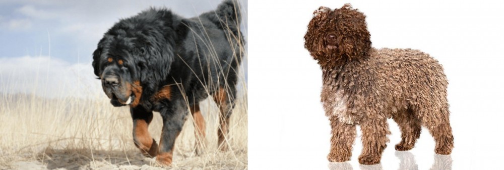 Spanish Water Dog vs Gaddi Kutta - Breed Comparison