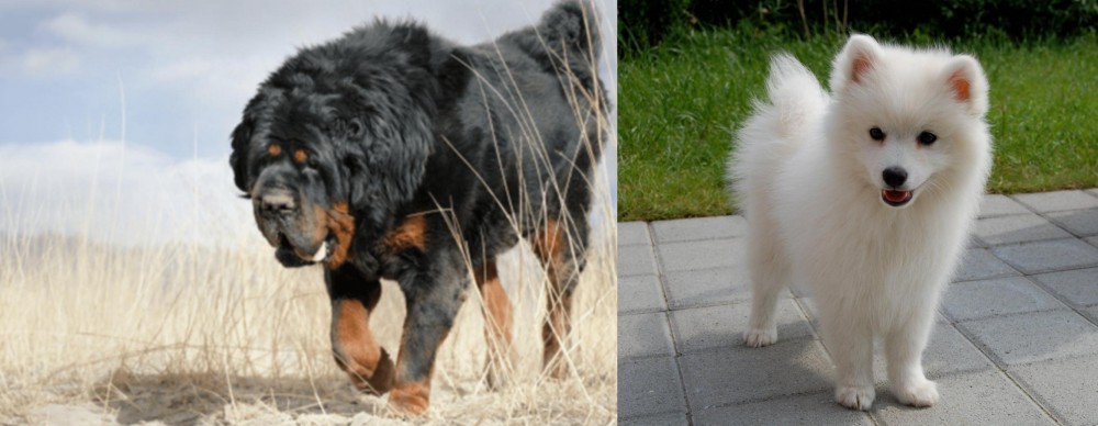 Spitz vs Gaddi Kutta - Breed Comparison