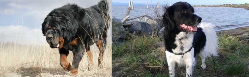 Stabyhoun vs Gaddi Kutta - Breed Comparison