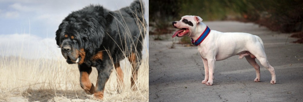 Staffordshire Bull Terrier vs Gaddi Kutta - Breed Comparison
