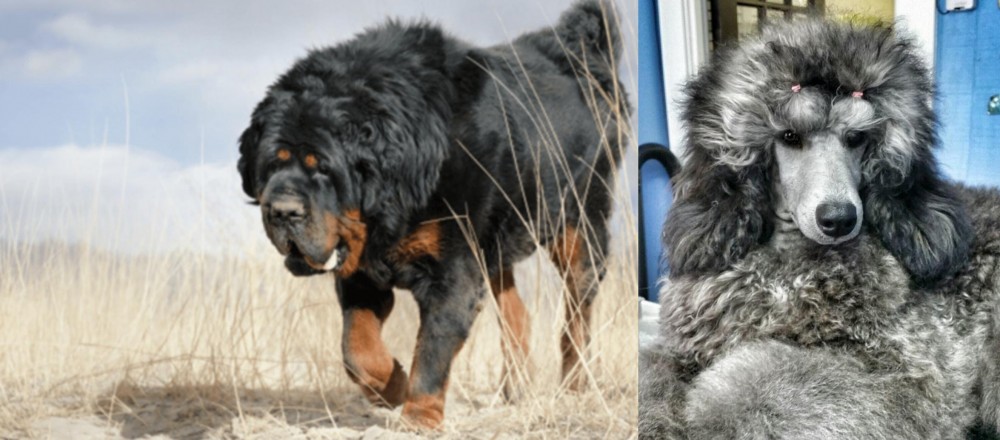 Standard Poodle vs Gaddi Kutta - Breed Comparison