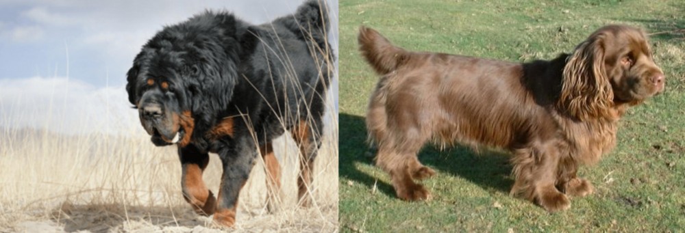 Sussex Spaniel vs Gaddi Kutta - Breed Comparison