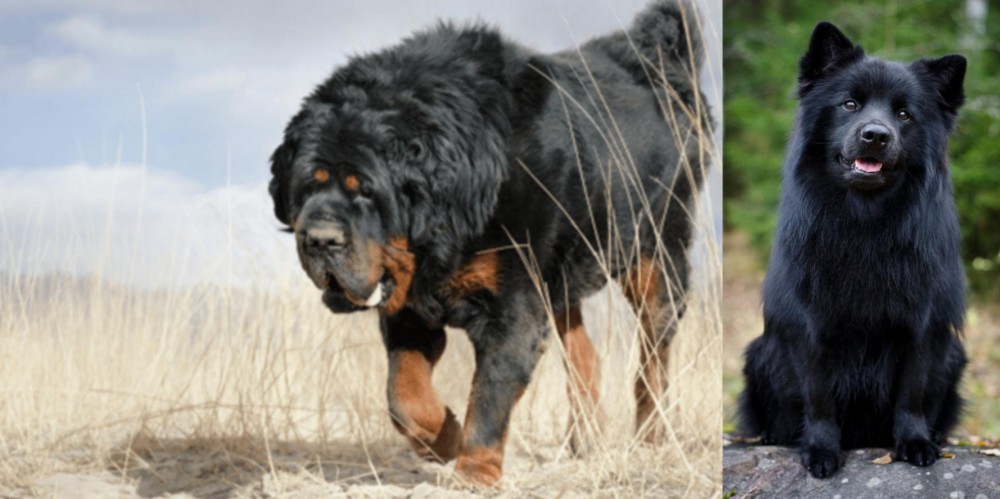 Swedish Lapphund vs Gaddi Kutta - Breed Comparison