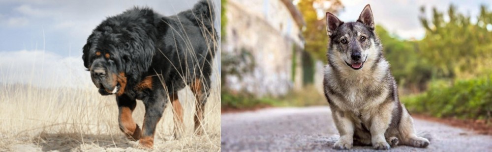 Swedish Vallhund vs Gaddi Kutta - Breed Comparison
