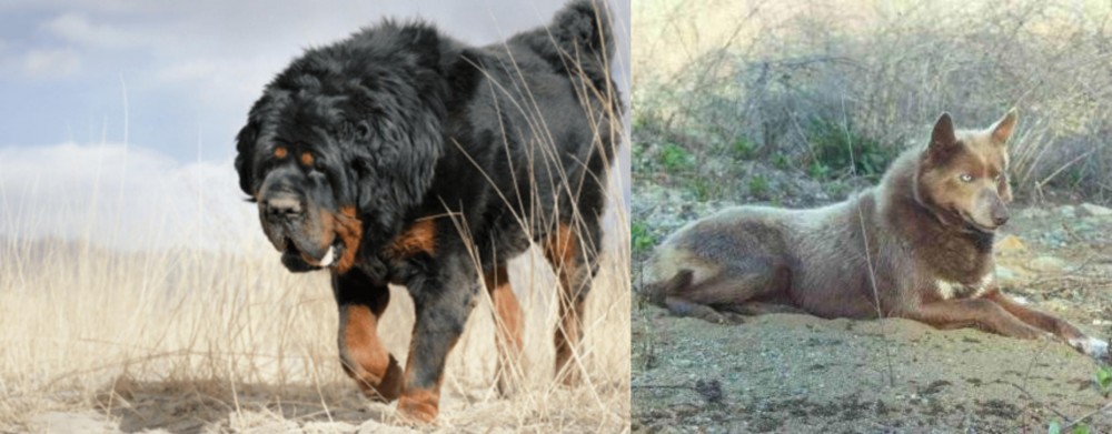 Tahltan Bear Dog vs Gaddi Kutta - Breed Comparison