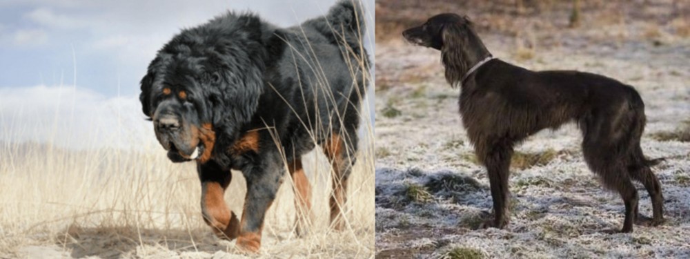 Taigan vs Gaddi Kutta - Breed Comparison