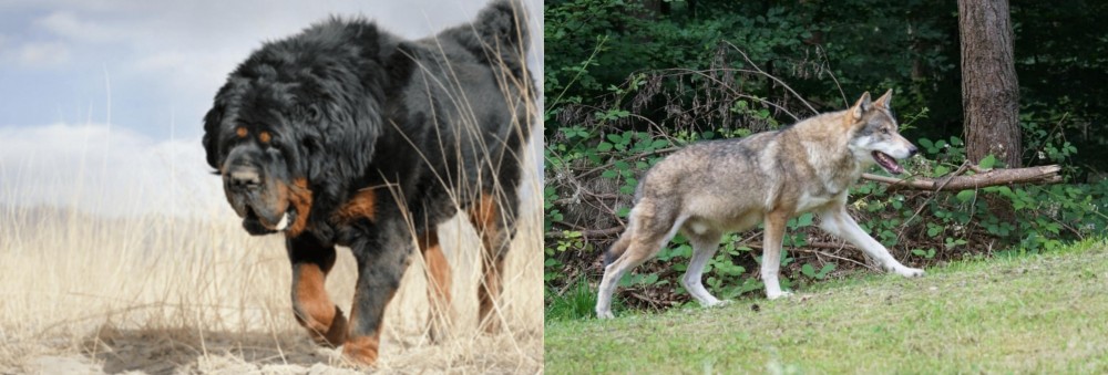 Tamaskan vs Gaddi Kutta - Breed Comparison