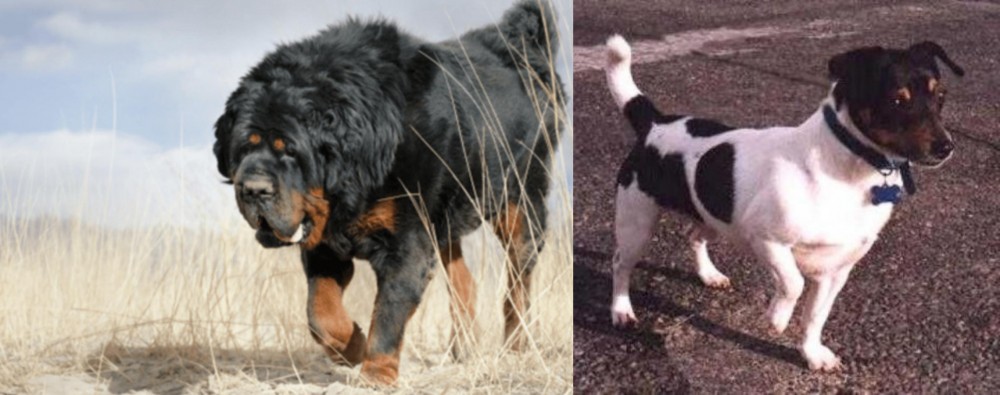 Teddy Roosevelt Terrier vs Gaddi Kutta - Breed Comparison