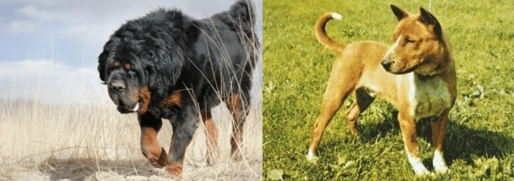 Telomian vs Gaddi Kutta - Breed Comparison